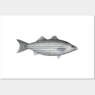 Striped Bass Posters and Art